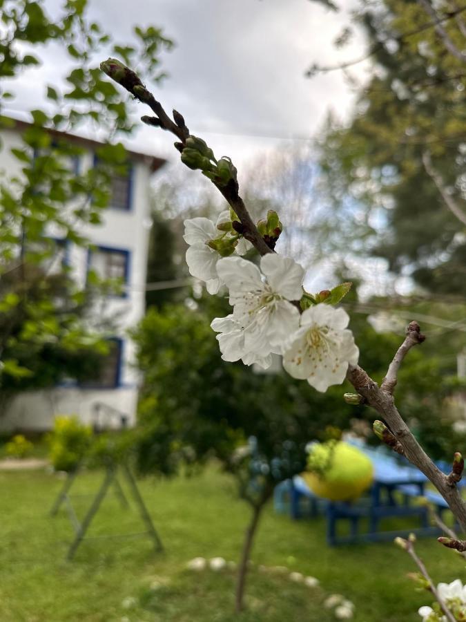 Sakliderebutikotel Edremit  Buitenkant foto